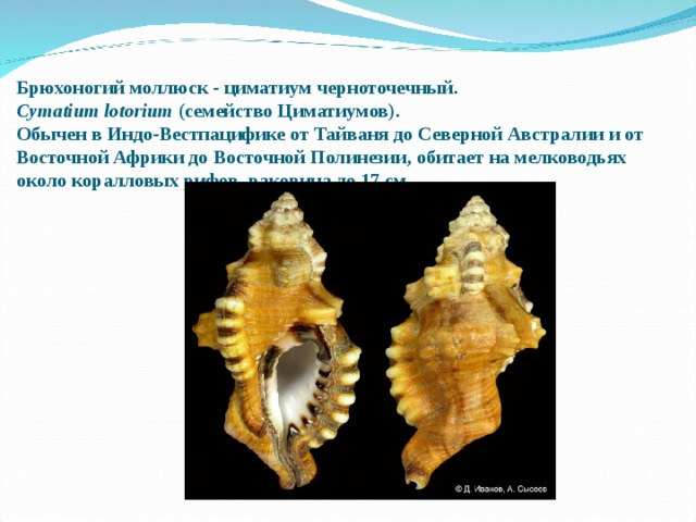 Брюхоногий моллюск - циматиум черноточечный.   Cymatium lotorium  (семейство Циматиумов).   Обычен в Индо-Вестпацифике от Тайваня до Северной Австралии и от Восточной Африки до Восточной Полинезии, обитает на мелководьях около коралловых рифов, раковина до 17 см. 