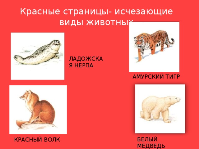 Красные страницы- исчезающие виды животных ЛАДОЖСКАЯ НЕРПА АМУРСКИЙ ТИГР БЕЛЫЙ МЕДВЕДЬ КРАСНЫЙ ВОЛК 