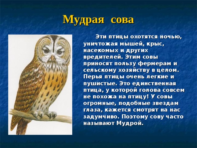 Считать сов. Сова птица мудрости. Птица символ мудрости. Почему Сова мудрая.