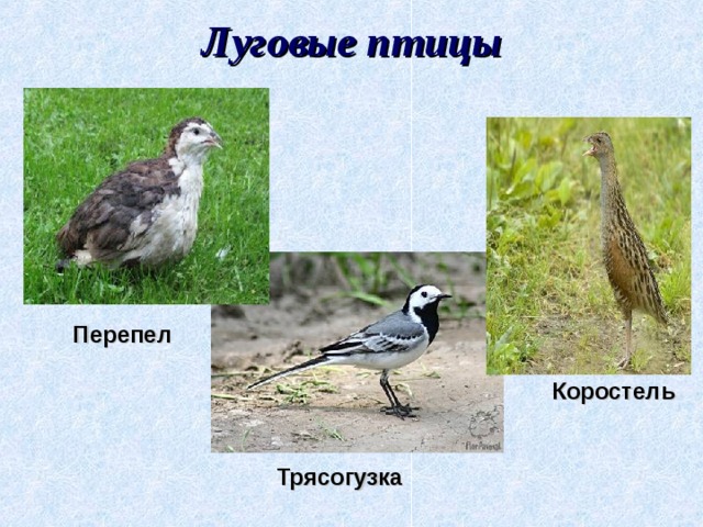 Луговые птицы   Перепел   Коростель    Трясогузка 