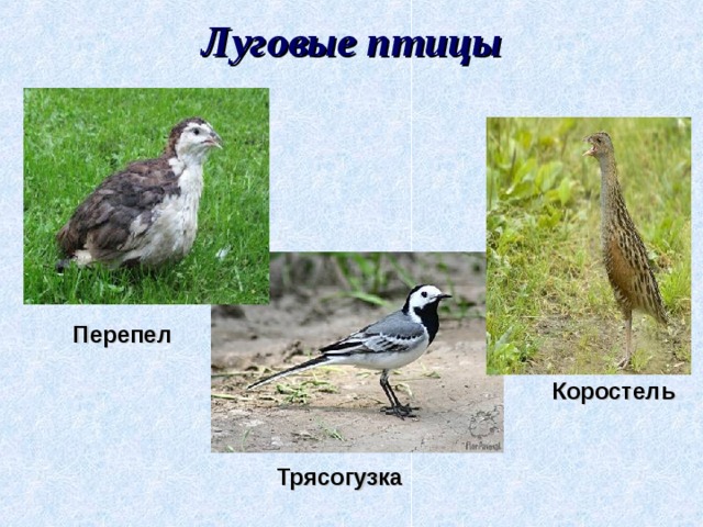 Луговые и полевые птицы