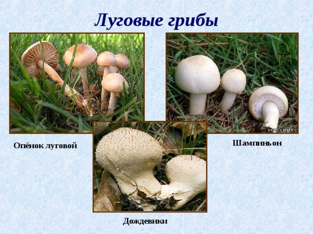 Луговые грибы Шампиньон  Опёнок луговой Дождевики 