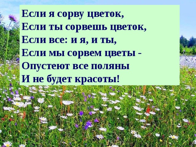 Луг рассказ. Загадки о полевых цветах. Загадки на тему луг. Стихи про луг для детей. Стихи про луговые цветы для детей.