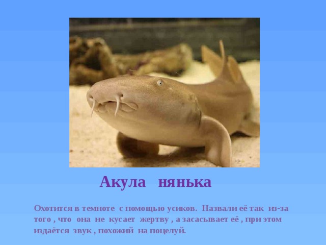 Акула издает звуки. Акула нянька. Усатая акула-нянька. Рыба акула нянька. Ржавая акула-нянька.