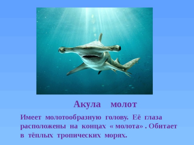 Акула молот презентация