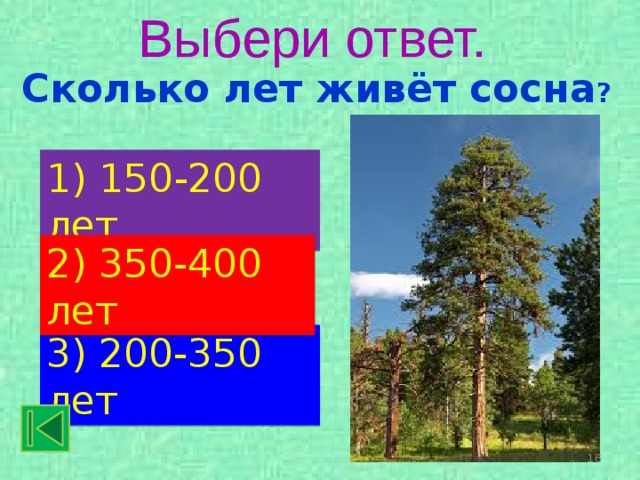 Сколько живет сосна. Сколько лет живёт сосна. Продолжительность жизни сосны. Сосна 200 лет. Соснамколько лет живет.