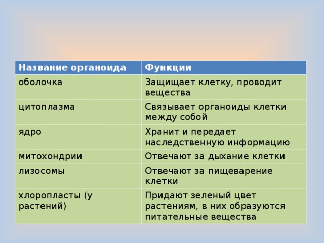 Дыхание клетки органоид. Название органоидов клетки. Что связывает органоиды между собой. Ядро функции органоида.