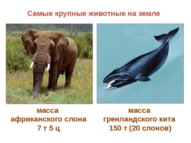 Самые крупные животные на земле масса африканского слона 7 т 5 ц масса гренландского кита 150 т (20 слонов) 33 