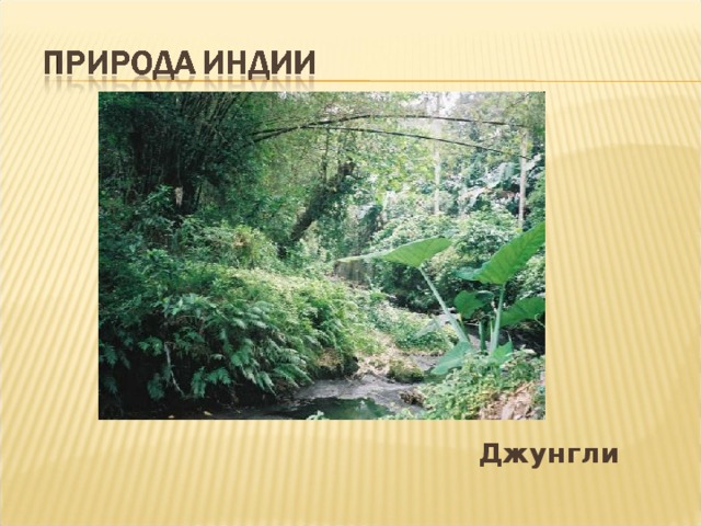  Джунгли 