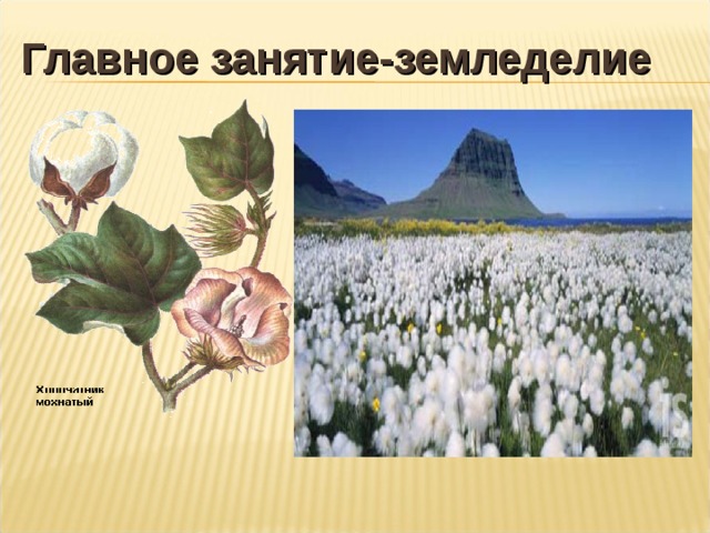 Главное занятие-земледелие 