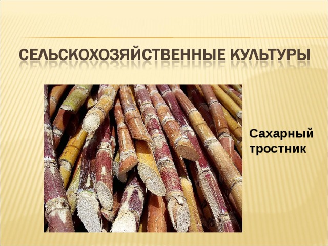 Сахарный тростник 