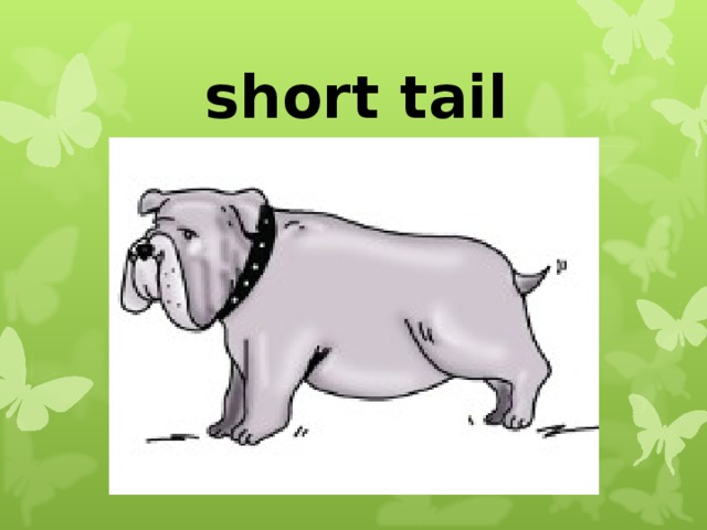 short tail