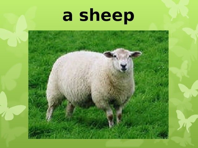 a sheep