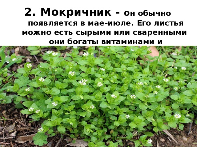 Мокричник - о н обычно появляется в мае-июле. Его листья можно есть сырыми или сваренными они богаты витаминами и минералами. 