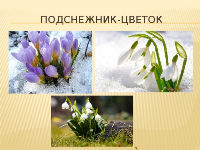 Подснежник-цветок 