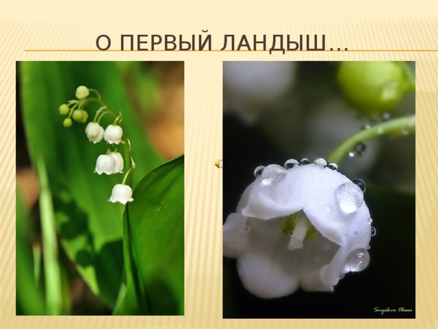 О первый ландыш… 