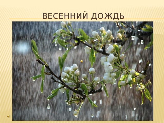 Весенний дождь 