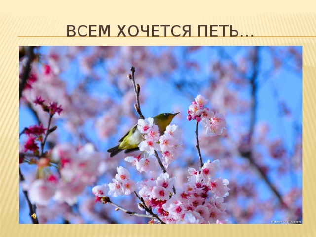 Всем хочется петь… 