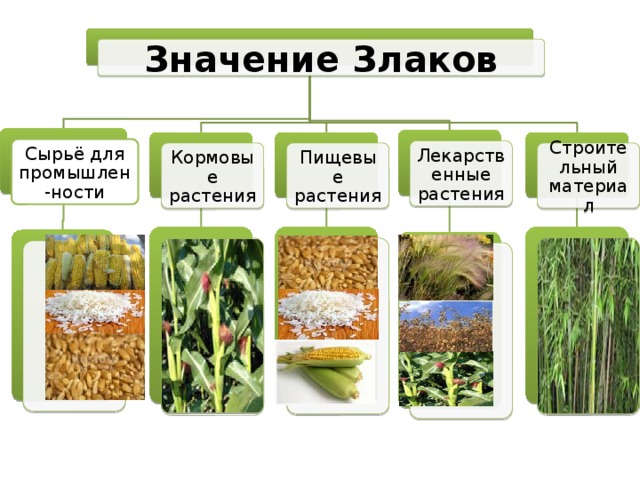 Значение Злаков Сырьё для промышлен-ности Лекарственные растения Строительный материал Кормовые растения Пищевые растения 
