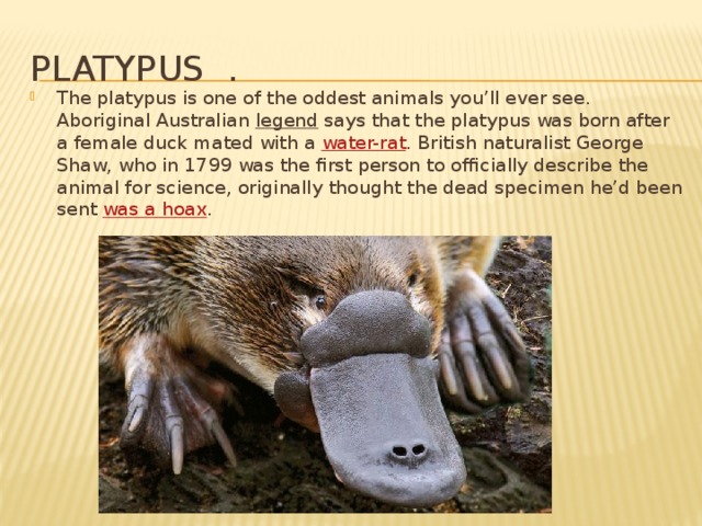 Platypus перевод