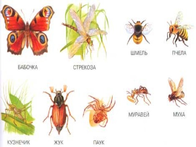 Презентация эти удивительные насекомые старшая группа