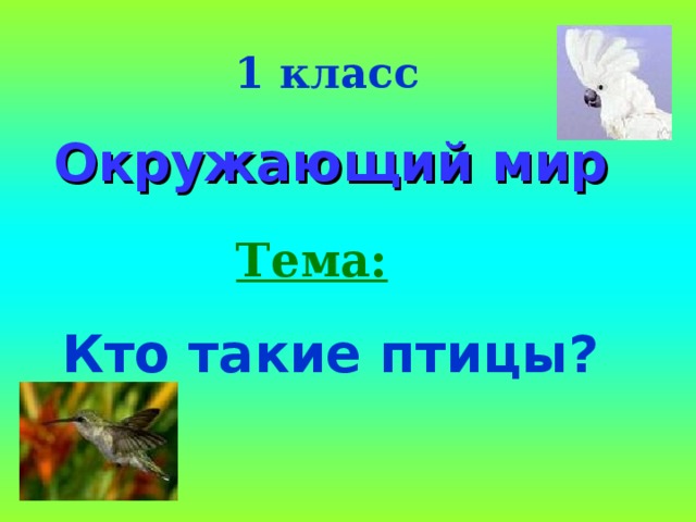 Презентация птицы 1 класс