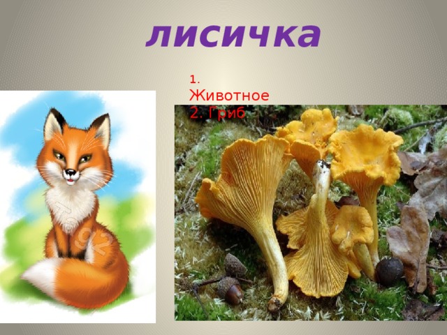 лисичка 1.  Животное 2. Гриб 