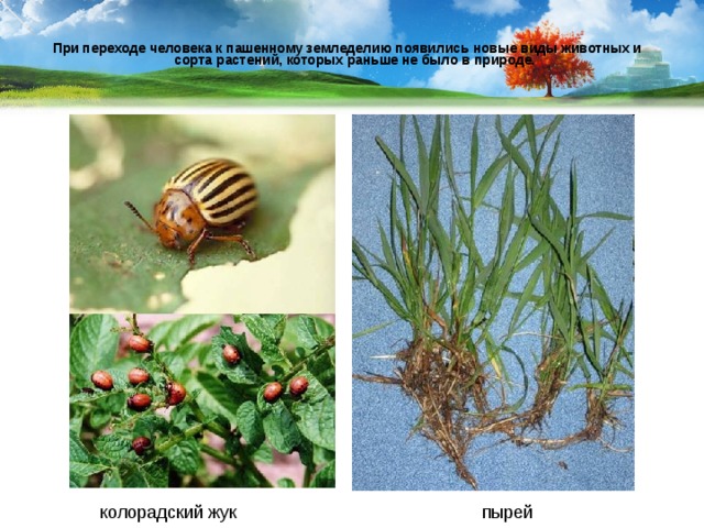 При переходе человека к пашенному земледелию появились новые виды животных и сорта растений, которых раньше не было в природе.   колорадский жук пырей 