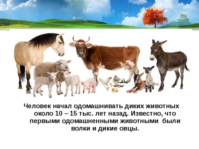 Человек начал одомашнивать диких животных около 10 – 15 тыс. лет назад. Известно, что первыми одомашненными животными были волки и дикие овцы. 