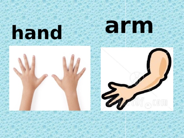 Рука по английски. Arm hand. Arm или hand. Отличие Arm от hand. Arm hand разница английский.