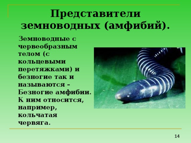 К безногим земноводным относятся. Безногие земноводные среда обитания. Отряд безногие земноводные представители. Биология 7 класс безногие земноводные. Амфибии червяги.