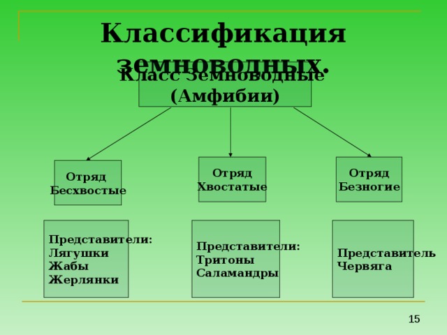 Отряды земноводных таблица 7 класс. Классификация земноводных. Характеристика отрядов земноводных.