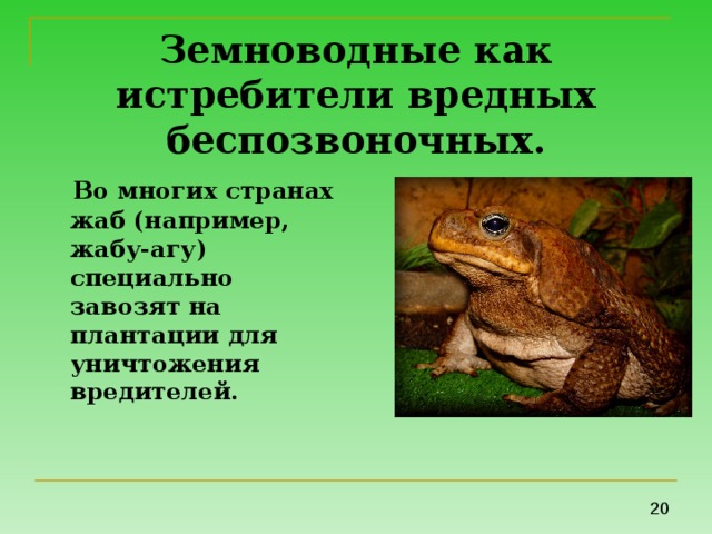 Земноводные как истребители вредных беспозвоночных.  Во многих странах жаб (например, жабу-агу) специально завозят на плантации для уничтожения вредителей. 