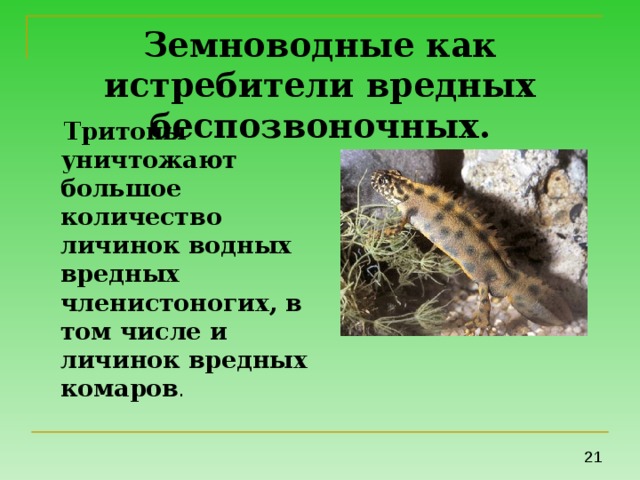 Земноводные как истребители вредных беспозвоночных.  Тритоны уничтожают большое количество личинок водных вредных членистоногих, в том числе и личинок вредных комаров . 