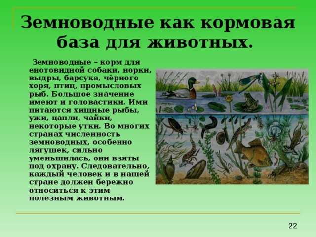 Земноводные как кормовая база для животных.   Земноводные – корм для енотовидной собаки, норки, выдры, барсука, чёрного хоря, птиц, промысловых рыб. Большое значение имеют и головастики. Ими питаются хищные рыбы, ужи, цапли, чайки, некоторые утки. Во многих странах численность земноводных, особенно лягушек, сильно уменьшилась, они взяты под охрану. Следовательно, каждый человек и в нашей стране должен бережно относиться к этим полезным животным. 
