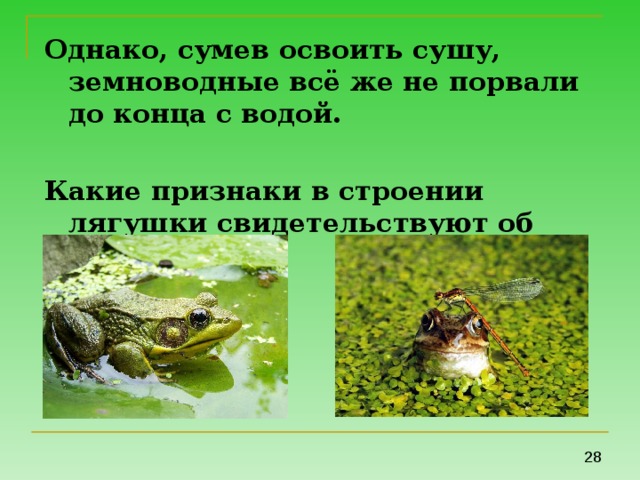 Однако, сумев освоить сушу, земноводные всё же не порвали до конца с водой.  Какие признаки в строении лягушки свидетельствуют об этом? 