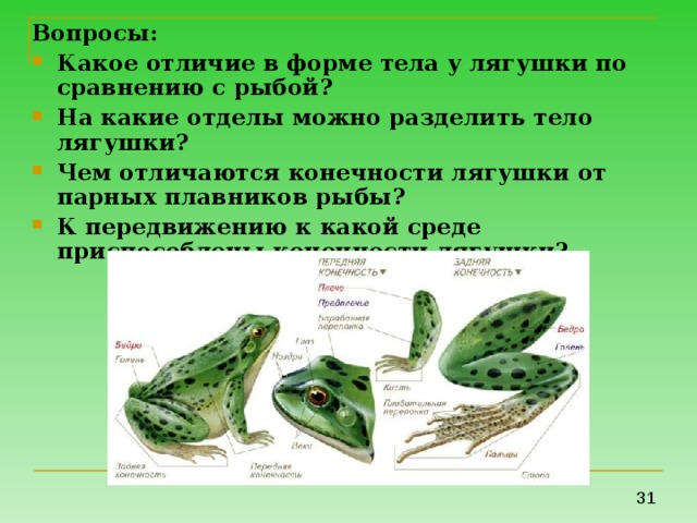 Вопросы: Какое отличие в форме тела у лягушки по сравнению с рыбой? На какие отделы можно разделить тело лягушки? Чем отличаются конечности лягушки от парных плавников рыбы? К передвижению к какой среде приспособлены конечности лягушки?  