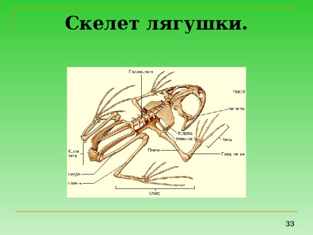Скелет поясов конечностей лягушки. Скелет лягушки отделы скелета. Скелет земноводной лягушки. Скелет лягушки рис 128. Скелет лягушки коракоиды.