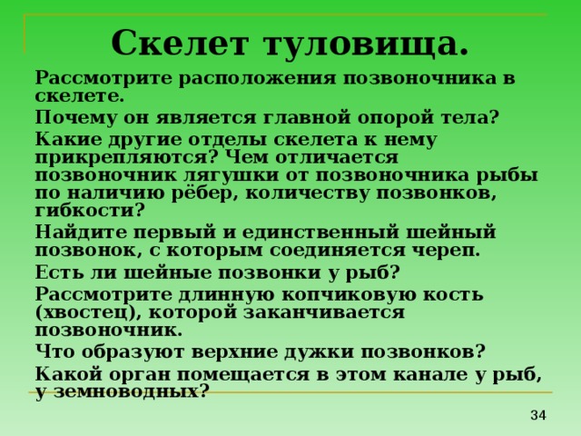 Скелет туловища. Рассмотрите расположения позвоночника в скелете. Почему он является главной опорой тела? Какие другие отделы скелета к нему прикрепляются? Чем отличается позвоночник лягушки от позвоночника рыбы по наличию рёбер, количеству позвонков, гибкости? Найдите первый и единственный шейный позвонок, с которым соединяется череп. Есть ли шейные позвонки у рыб? Рассмотрите длинную копчиковую кость (хвостец), которой заканчивается позвоночник. Что образуют верхние дужки позвонков? Какой орган помещается в этом канале у рыб, у земноводных? 