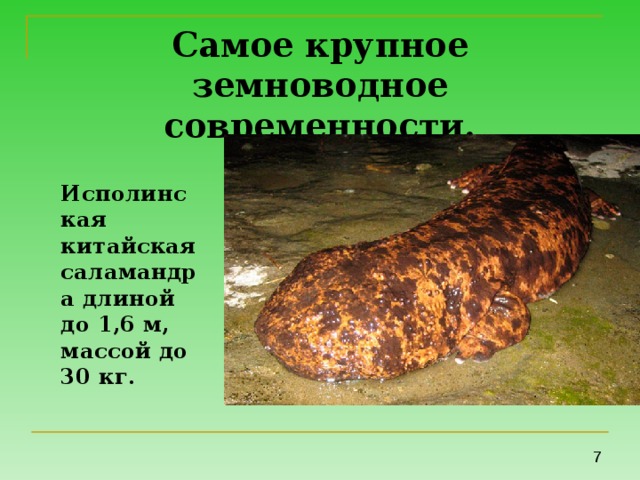 Самое крупное земноводное современности.  Исполинская китайская саламандра длиной до 1,6 м, массой до 30 кг. 