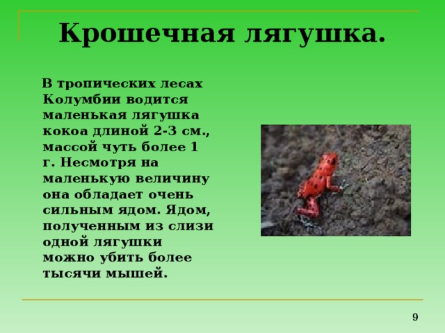 Крошечная лягушка.  В тропических лесах Колумбии водится маленькая лягушка кокоа длиной 2-3 см., массой чуть более 1 г. Несмотря на маленькую величину она обладает очень сильным ядом. Ядом, полученным из слизи одной лягушки можно убить более тысячи мышей. 