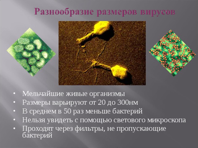Мельчайшие живые организмы Размеры варьируют от 20 до 300нм В среднем в 50 раз меньше бактерий Нельзя увидеть с помощью светового микроскопа Проходят через фильтры, не пропускающие бактерий 