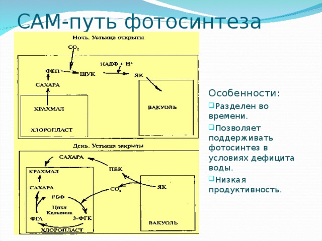 В реакциях фотосинтеза энергия света. С4-путь фотосинтеза (цикл хетча — Слэка). Cam путь фотосинтеза схема. Сам и с4 фотосинтез схема. Сам Тип фотосинтеза.