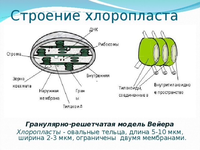 Хлоропласты содержатся в клетках. Строение хлоропласта ЕГЭ. Схема хлоропласта с обозначениями и функции. Хлоропласт модель. Схема строения хлоропласта.