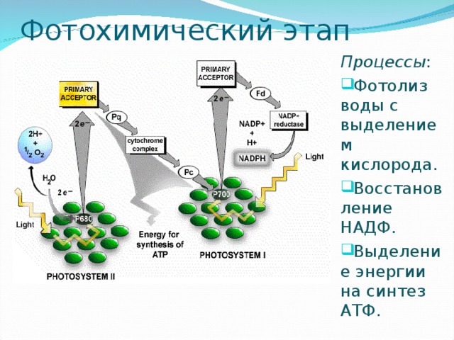 Фотолиз в фотосинтезе