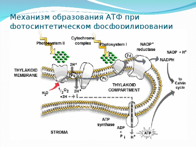 Схема нециклического фосфорилирования