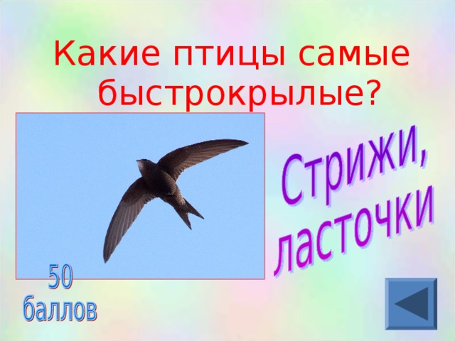 Какие птицы самые быстрокрылые?