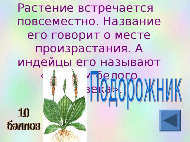 Растение встречается повсеместно. Название его говорит о месте произрастания. А индейцы его называют «следом белого человека».