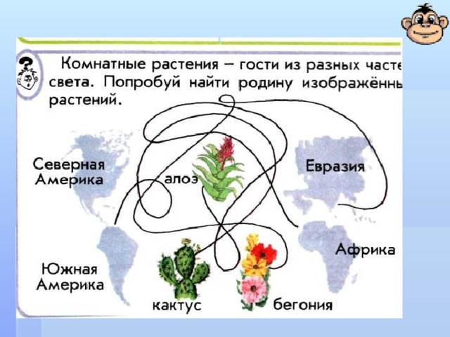 Комнатные растения схема рассказа