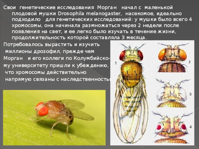 Свои генетические исследования Морган начал с маленькой плодовой мушки Drosophila melanogaster, насекомое, идеально подходило для генетических исследований: у мушки было всего 4 хромосомы, она начинала размножаться через 2 недели после появления на свет, и ее легко было изучать в течение жизни, продолжительность которой составляла 3 месяца. Потребовалось вырастить и изучить  миллионы дрозофил, прежде чем Морган и его коллеги по Колумбийско- му университету пришли к убеждению,  что хромосомы действительно  напрямую связаны с наследственностью. 
